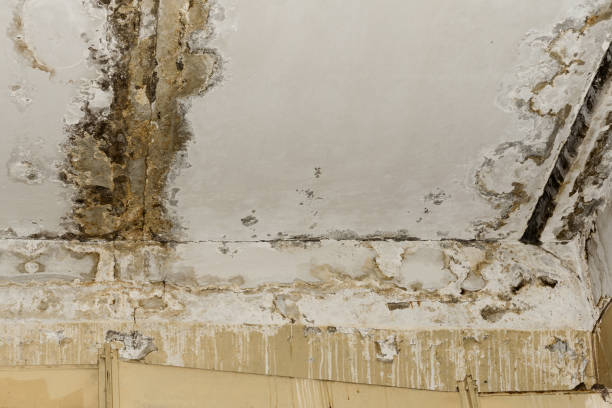 Mold Odor Removal Services in Bonner West Riverside, MT